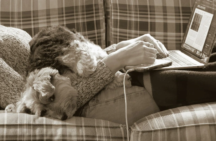 a dog laying on a couch