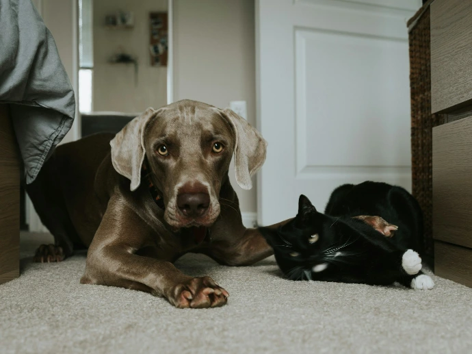 Pet day visit - gray short coated dog lying on floor