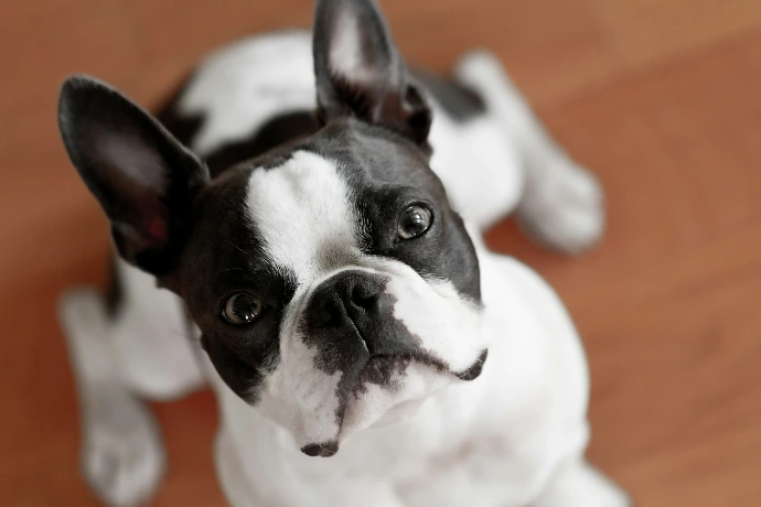 Pet day care - a dog with a white and black fur